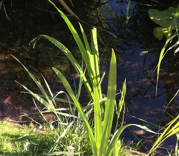 Lakeside Spiegelplas Nederhorst den Berg